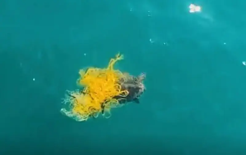 <p> Un dron de la Generalitat ha salvado a una tortuga marina caretta caretta en peligro de extinci&oacute;n - GVA </p>