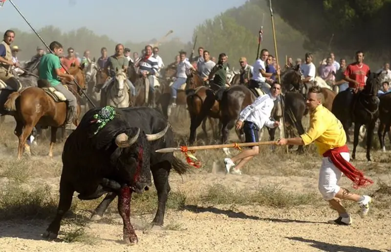 <p> Archivo - Foto del Toro de la Vega - PEDRO ARMESTRE - Archivo </p>