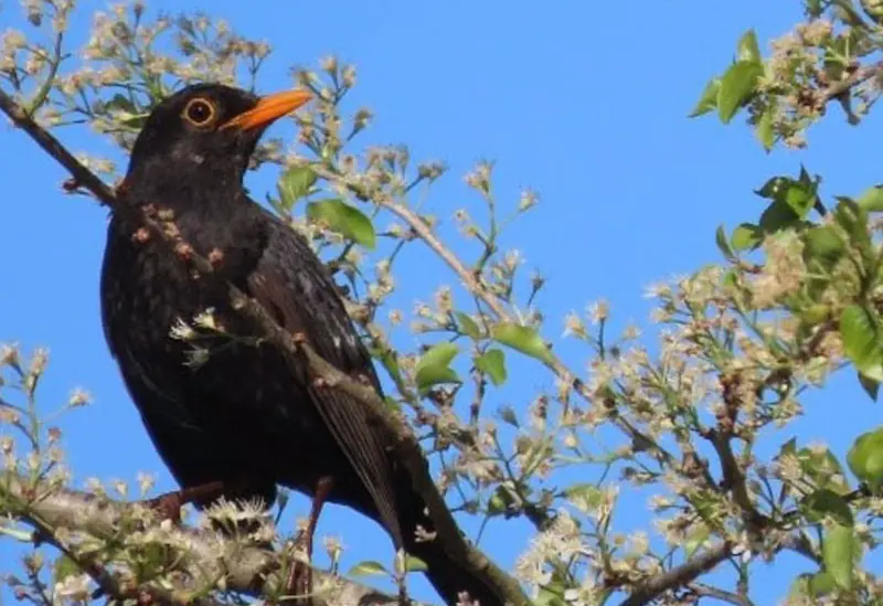 <p> Imagen de un mirlo - UV </p>