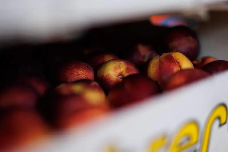 <p> Una caja de nectarinas en el banco de alimentos del Colegio San Fernando </p>