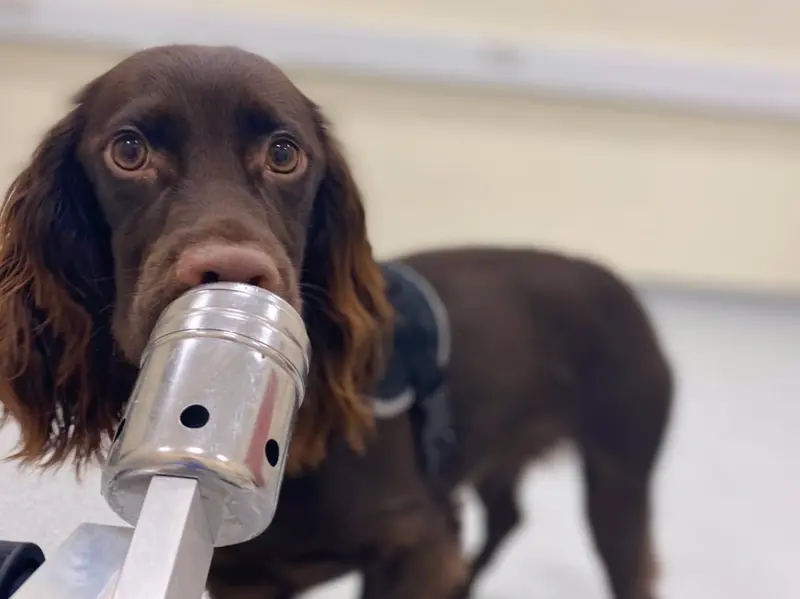 <p> Archivo - Los perros pueden oler cuando estamos estresados. - KERRY CAMPBELL - Archivo </p>