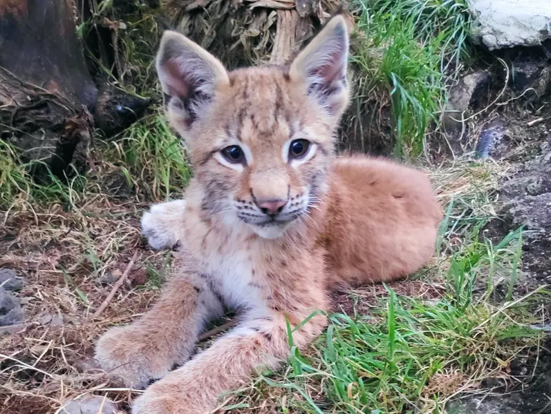 <p> Archivo - Cr&iacute;a de lince euroasi&aacute;tico nacido en el Zool&oacute;gico El Bosque. - ZOO EL BOSQUE - Archivo </p>