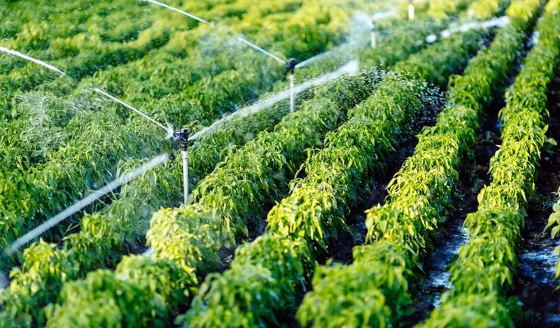 <p> Riego agr&iacute;cola - IDRICA </p>