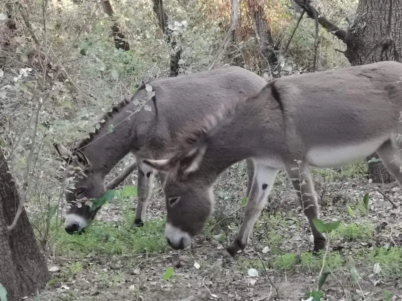 <p> Dos de los burritos bomberos de Do&ntilde;ana </p>