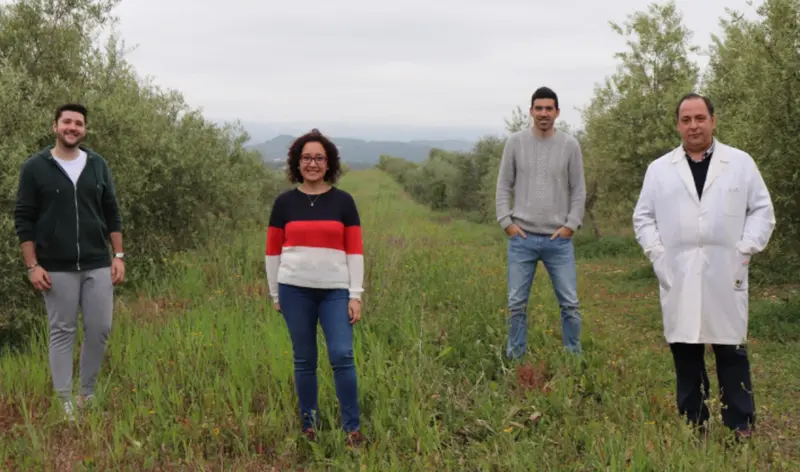 <p> Las cubiertas vegetales mejoran la calidad de los suelos en los olivares </p>