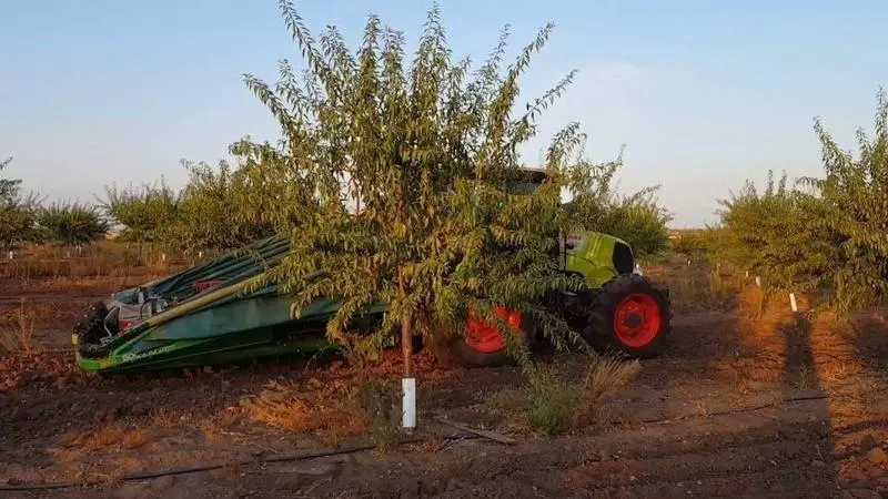 <p> Recolecci&oacute;n de almendros </p>