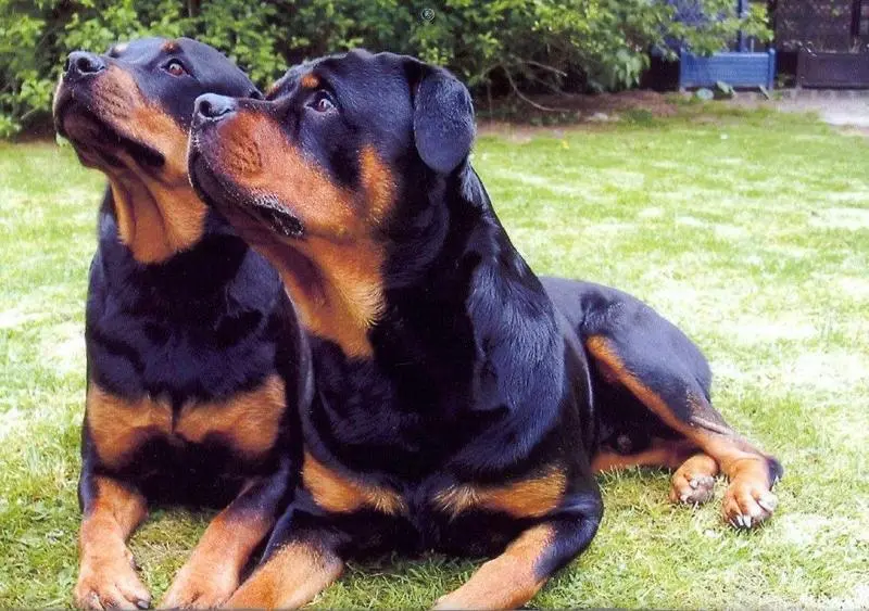 <p> Pareja de Rottweilers </p>