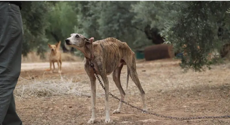 <p> Galgos rescatados, imagen de archivo </p>