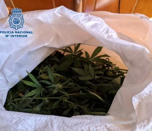 <p> Marihuana. ARCHIVO </p>