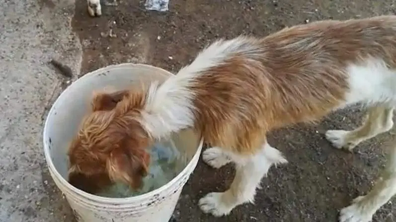  Uno animal maltratado. ARCHIVO 