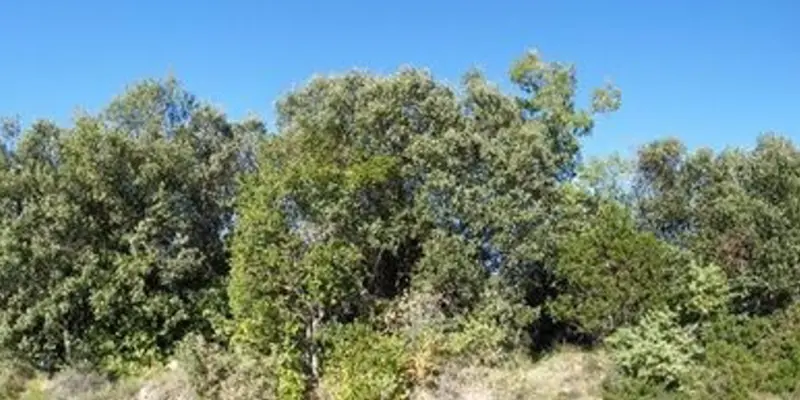  Panorama de uno de los sitios de estudio cerca de Ag&uuml;ero (Huesca). Se ven encinas y quejigos. - UPM 