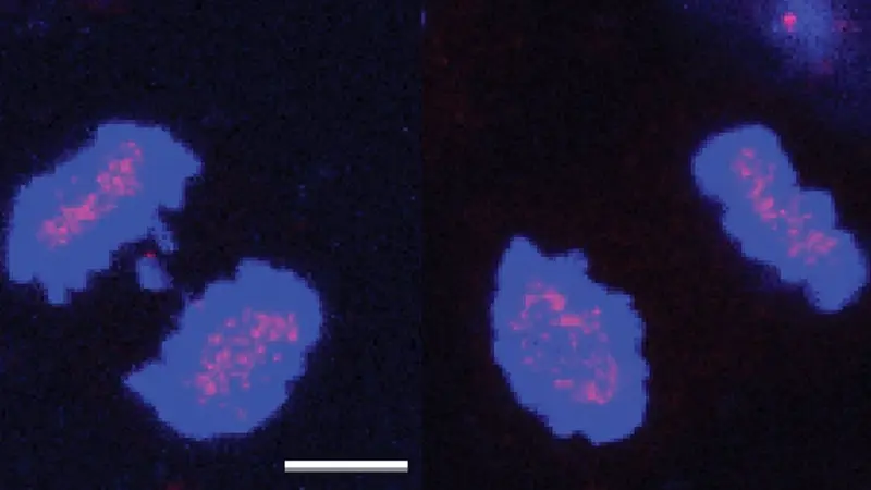  Un estudio identifica una enzima que evita que las c&eacute;lulas cometan errores durante la divisi&oacute;n celular - CRG 