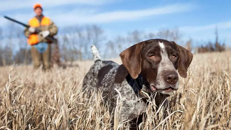  Perro de caza junto a un cazador 
