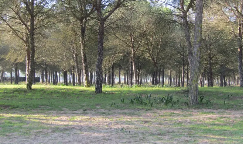  Archivo - Imagen de Do&ntilde;ana. Archivo. - JUNTA DE ANDALUC&Iacute;A - Archivo 