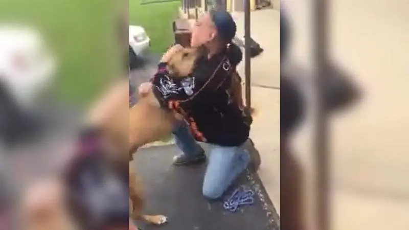  Reencuentro entre el perro y su due&ntilde;o 