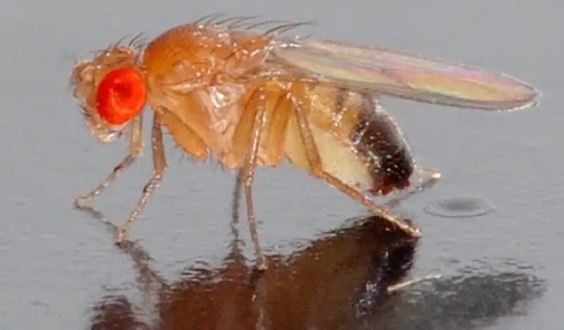  Drosophila melanogaster (mosca del vinagre). / Wikipedia 