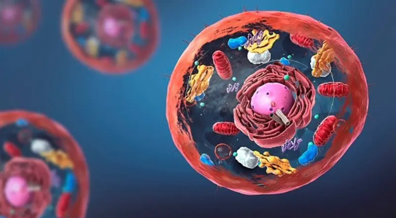  Investigadores del CSIC descubren c&oacute;mo las c&eacute;lulas regulan sus centrales energ&eacute;ticas 