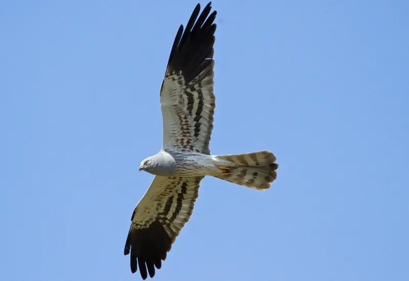  Archivo - Las poblaciones de aguilucho cenizo y aguilucho p&aacute;lido han ca&iacute;do un 23% y un 45% respectivamente entre 2006 y 2017 - SEO/BIRDLIFE - Archivo 