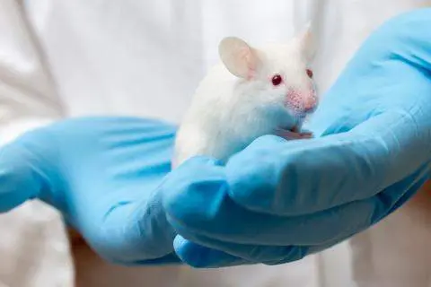  Rat&oacute;n de laboratorio 