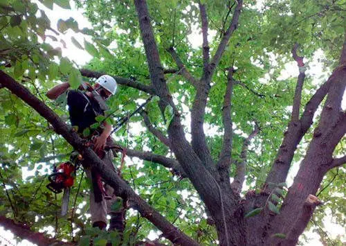  Poda de &Aacute;rboles en C&oacute;rdoba 