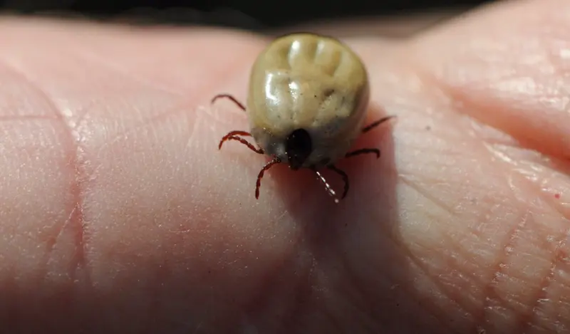  Archivo - Garrapata - COMUNIDAD DE MADRID - Archivo 