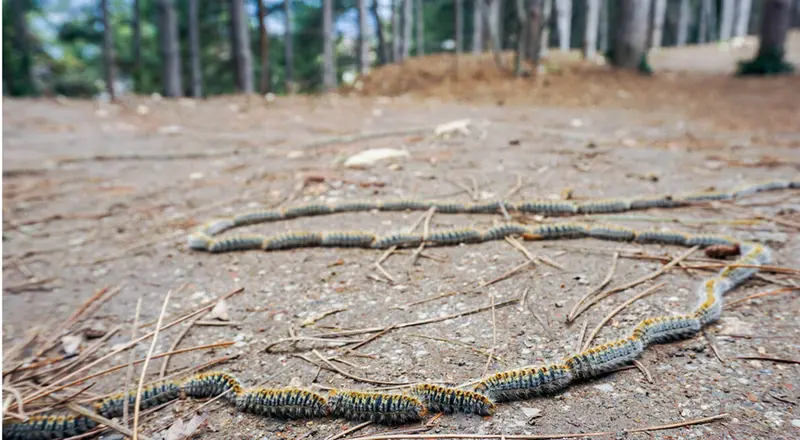  Oruga procesionaria. ZOTAL 
