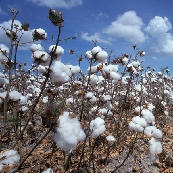  Algod&oacute;n | revistaproagro.com 