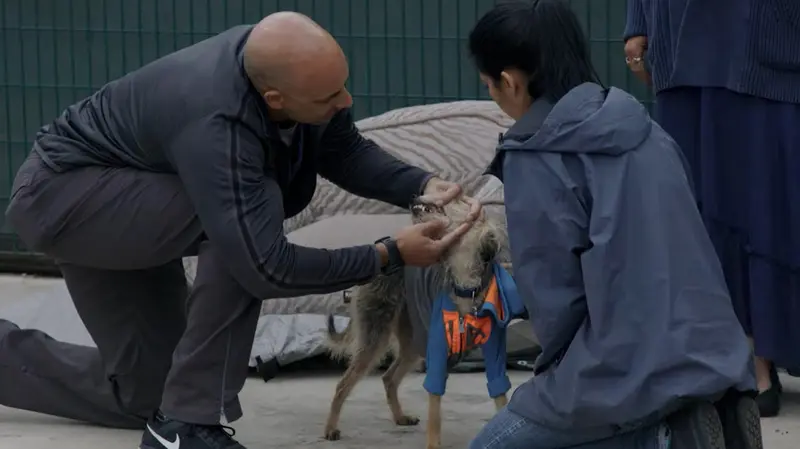  Veterinarios callejeros en EEUU 