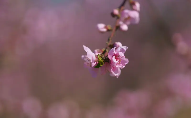  Archivo - La flor de un &aacute;rbol frutal. - Mario Gasc&oacute;n Gracia - Europa Press - Archivo 