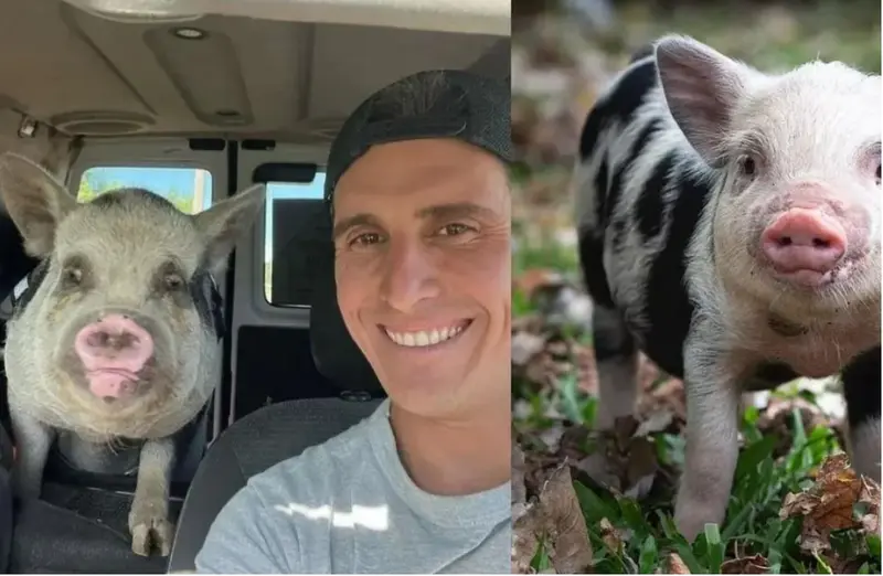  La cerdita Roma y Medina, el falso adoptante 