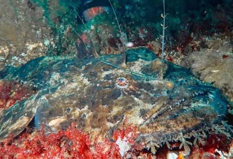  El estudio muestra respuestas distintas de las especies al calentamiento - ICM / VSEVOLOD RUDYI 