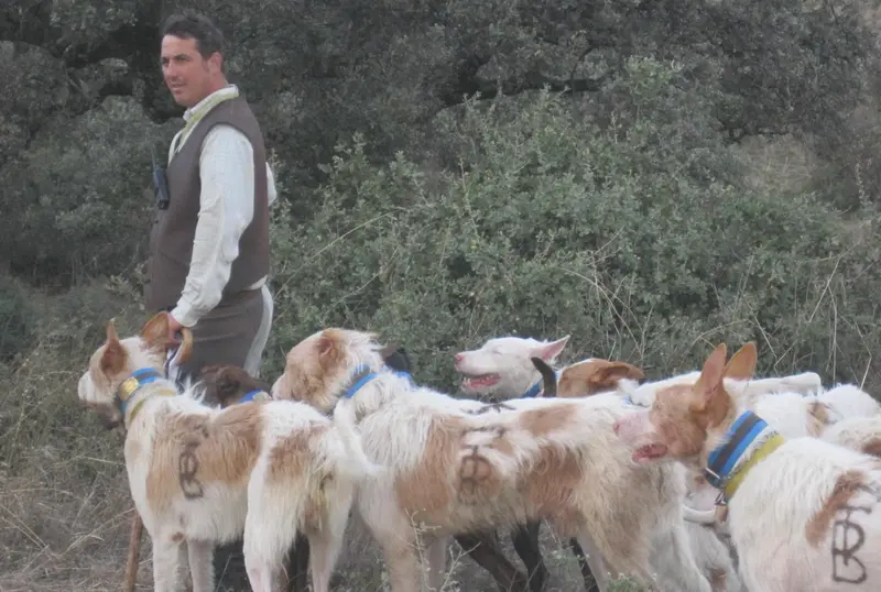  Archivo - Una rehala de podencos (Foto de archivo). - EUROPA PRESS/DIPUTACI&Oacute;N DE C&Oacute;RDOBA - Archivo 