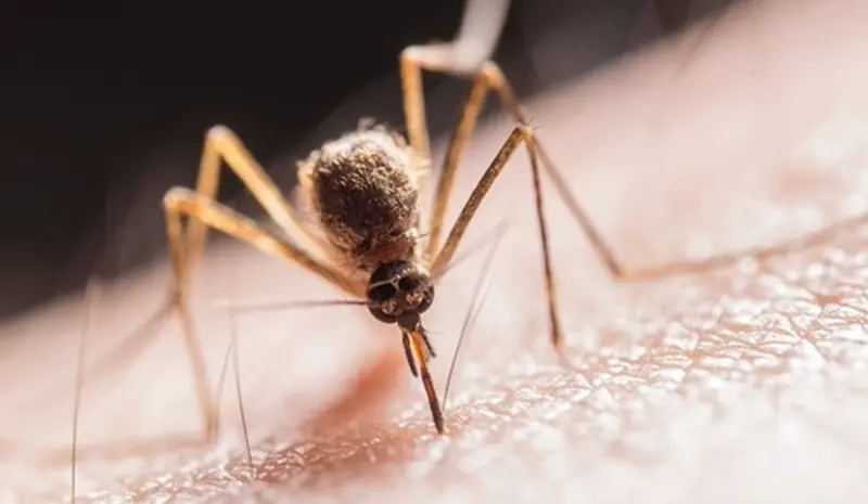  Archivo - Detectan el par&aacute;sito que provoca la leishmaniosis mediante el reciclado de datos gen&oacute;micos - JIMMY CHAN - Archivo 