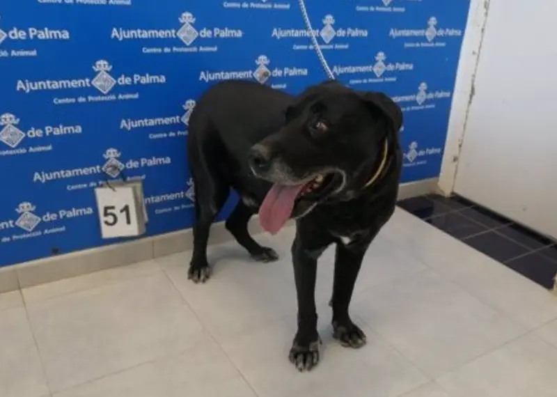  El perro rescatado cuando entr&oacute; en el Centro Municipal de Recuperaci&oacute;n Animal de Son Reus. - SON REUS 