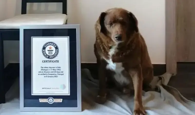  Bobi, el perro con m&aacute;s edad del mundo 