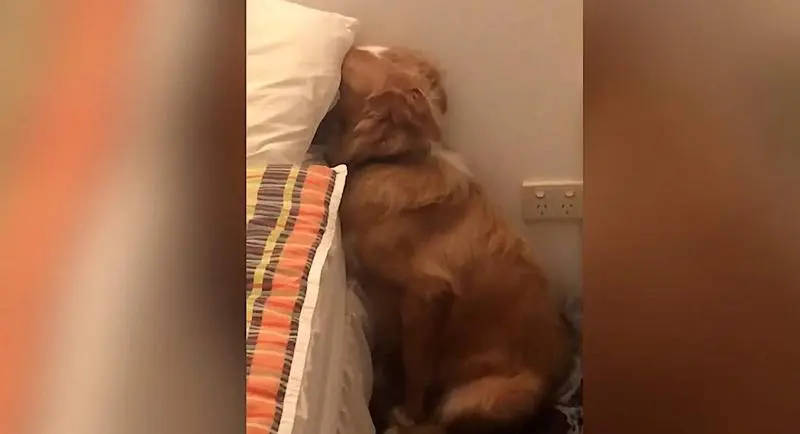  El perro oculto sint&iacute;ndose culpable 