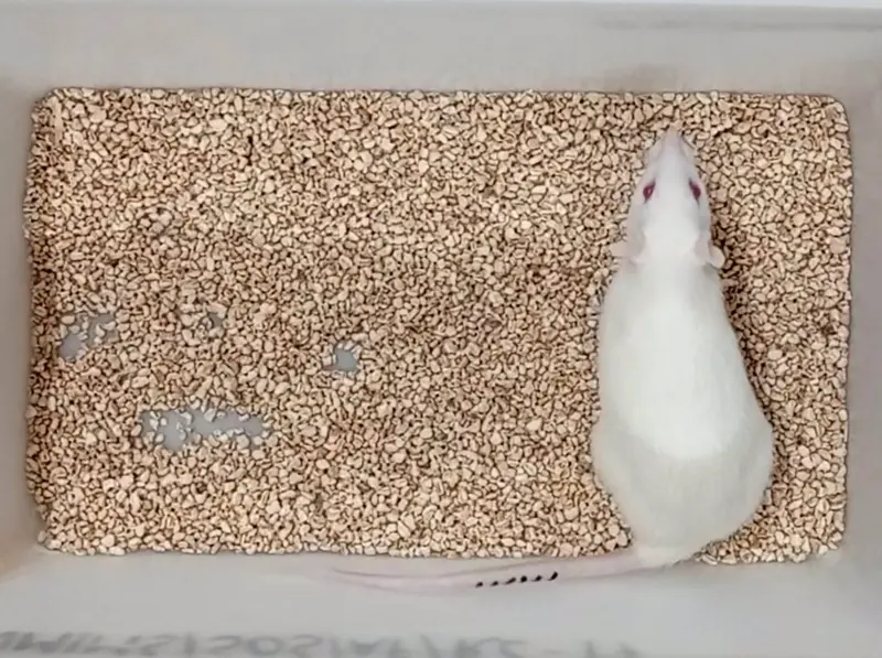  Sima in the lab -- how long will she live? - YUVAN RESEARCH INC./PR NEWSWIRE 