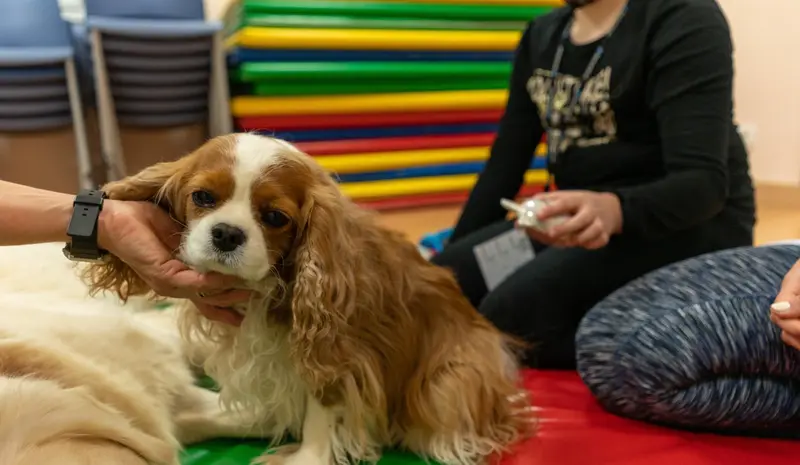  Archivo - Un estudio confirma los beneficios de la terapia con perros - HOSPITAL CL&Iacute;NIC - Archivo 