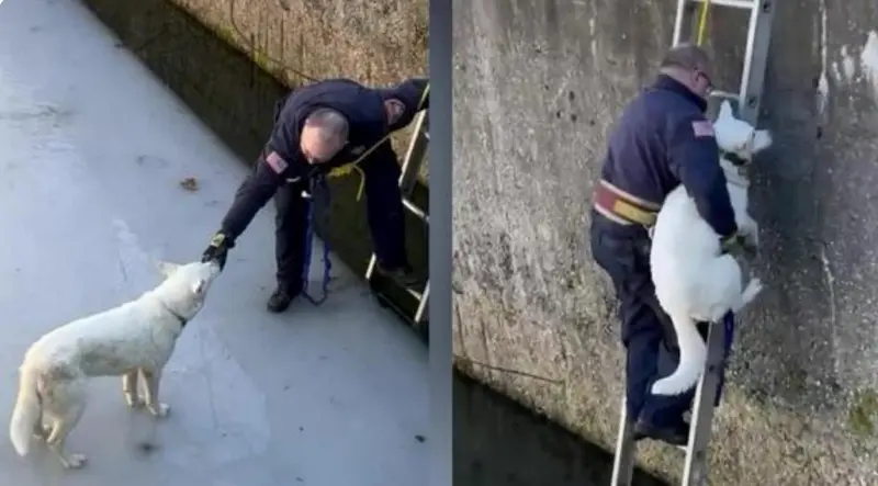  Firefighters rescue the trapped dog Ivy &ndash; released by Alicia Rosa, Pound Buddies 