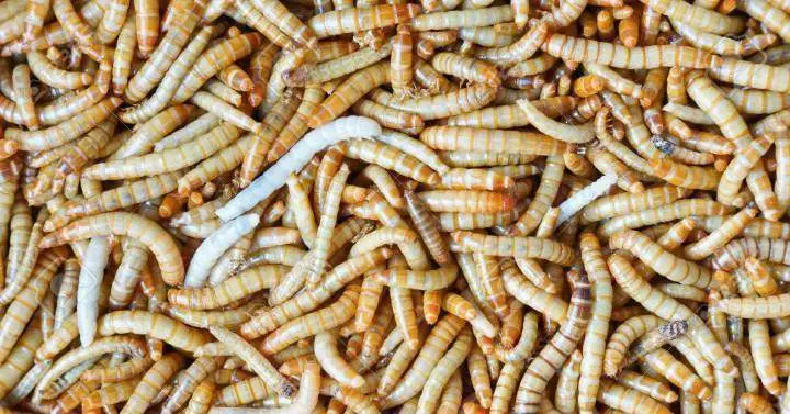  Gusano de harina, visto en Twitter: @redri3 