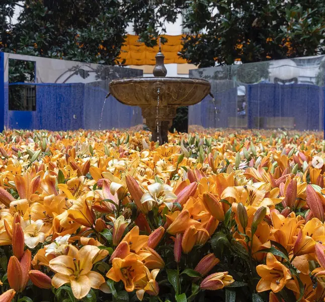 Festival Internacional de Flores Flora 2022 - Instagram 