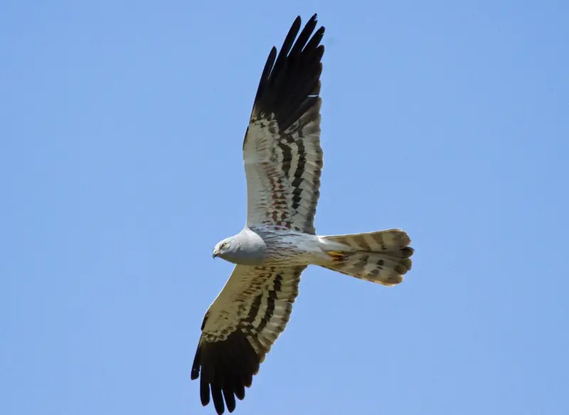  Archivo - Advierten del riesgo de extinci&oacute;n para dos especies de aguiluchoscon los nuevos proyectos e&oacute;licos para Galicia - SEO/BIRDLIFE - Archivo 