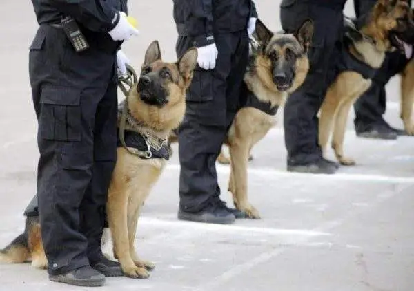 Perro polic&iacute;a 