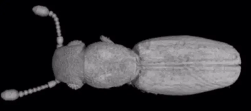  El ejemplar de la familia de escarabajos Jacobsoniidae que se ha descubierto - CSIC 