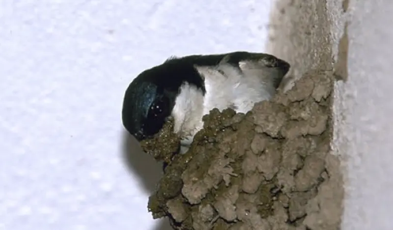  Archivo - Nido de avi&oacute;n com&uacute;n. - SEO/BIRDLIFE - Archivo 