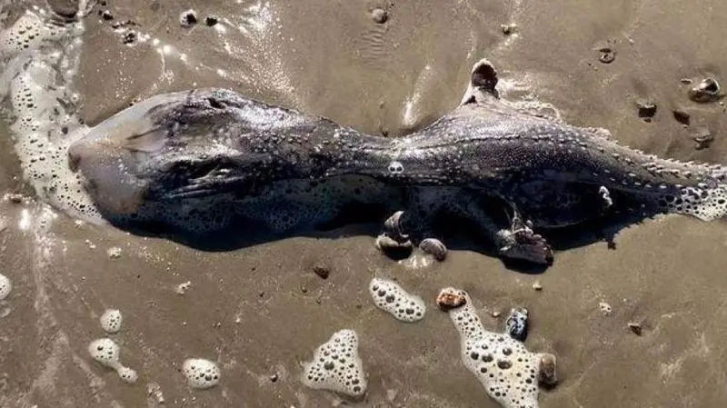  Imagen del animal varado en una playa de Reino Unido 