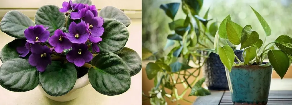  African violet and Devil&rsquo;s ivy &ndash; CC 3.0. SA Wildfeuer 