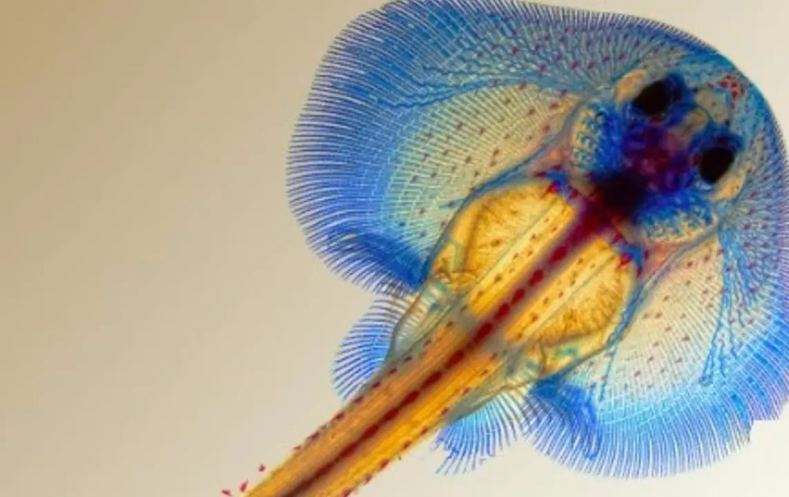  Tinci&oacute;n de una raya en la que se observa sus cart&iacute;lagos (azul) y sus huesos (rojo). - CSIC 