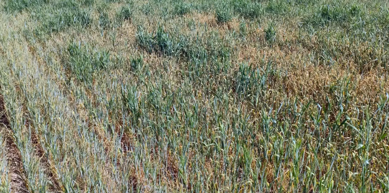  La sequ&iacute;a asfixia ya al 60% del campo espa&ntilde;ol y produce p&eacute;rdidas irreversibles en m&aacute;s 3,5 millones de hect&aacute;reas de cereales de secano 