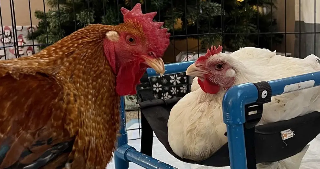  Basil and Shrimp &ndash; SWNS 